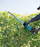 MAKITA Nożyce do żywopłotu akumulatorowe 18V 60cm DUH601Z Makita PL