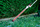 METABO Przystawka Nożyce Do Żywopłotu MA-HS 50 601726850