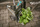 WOLFCRAFT Wózek transportowy taczka TS2500 5535000